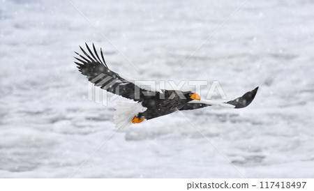White snow falls on the sea of Shiretoko, and a Steller's sea eagle flies over the sea of drift ice. 117418497