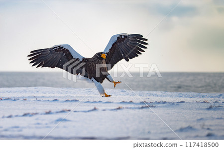 A Steller's sea eagle descends onto a sea of snow in gentle light 117418500