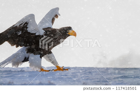 北頭海鷹在柔和的燈光下墜入雪海 北頭海鷹在柔和的燈光下墜入雪海 117418501