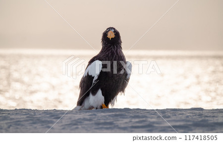A Steller's sea eagle descends onto a sea of snow in gentle light 117418505