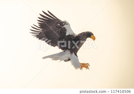 The dazzling sunlight of the backlight, the eagle is aiming for its prey, the shape of its wings is perfect The dazzling sunlight of the backlight, the eagle is aiming for its prey, the shape of its wings is perfect 117418506