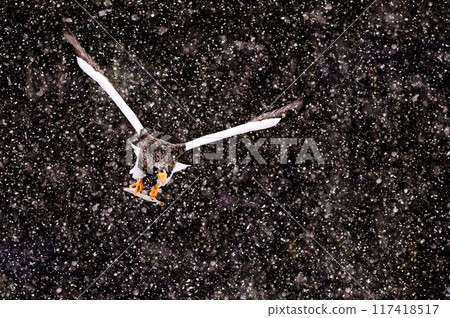 黑底白雪間飛翔的虎頭海鷹,捕捉獵物完成 黑底白雪間飛翔的虎頭海鷹,捕捉獵物完成 117418517