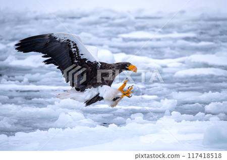 The white snow falls on the sea of Shiretoko, and the sea eagles flying over the drift ice are so cool. 117418518