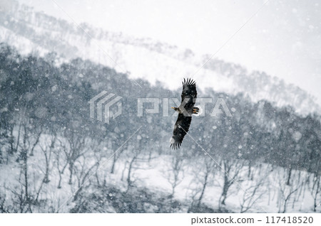 A white-tailed eagle flying over the dark and bleak snowy mountains of Shiretoko 117418520