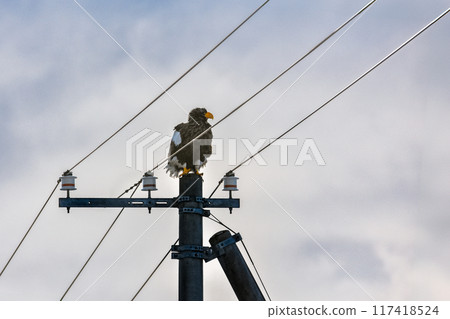 A Steller's sea eagle is perched on a utility pole searching for food. A Steller's sea eagle is perched on a utility pole searching for food. 117418524