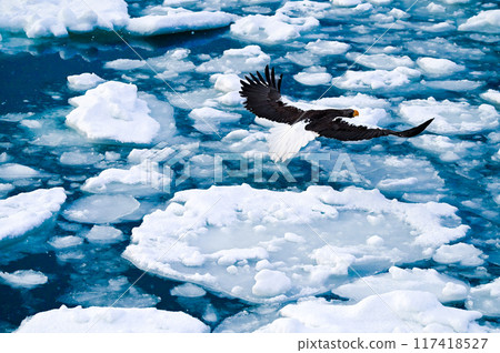 北海鷹飛過流冰之海和白雪飄落的知床之海 117418527