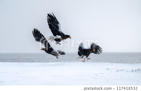 三個人，三隻野鳥降落在流冰上，虎頭海雕 117418532