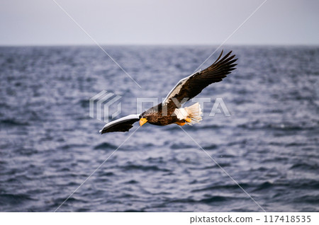 A Steller's sea eagle spreading its large wings as it soars over the sea off Shiretoko A Steller's sea eagle spreading its large wings as it soars over the sea off Shiretoko 117418535