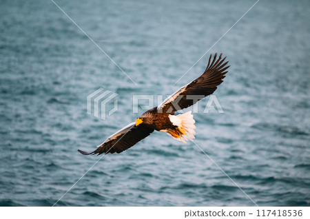 A white-tailed eagle spreads its large wings as it soars over the sea off Shiretoko A white-tailed eagle spreads its large wings as it soars over the sea off Shiretoko 117418536