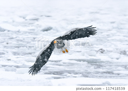 White snow falls on the sea of Shiretoko, and a Steller's sea eagle flies over the sea of drift ice. 117418539