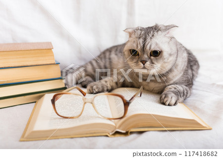 Gray cat lying near stack of books and glasses of owner 117418682
