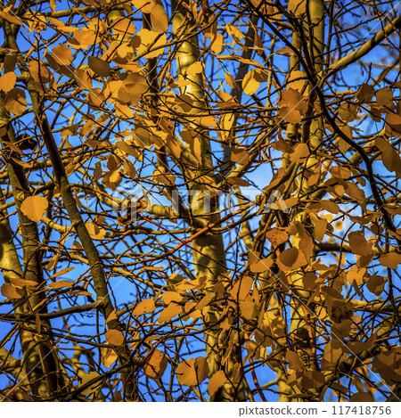 Yellow leaves in the fall Yellow leaves in the fall 117418756
