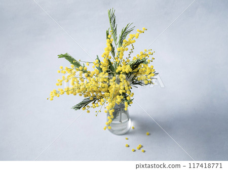 A bouquet of yellow mimosa flowers stands in a glass vase on a blue background. Concept of 8 March A bouquet of yellow mimosa flowers stands in a glass vase on a blue background. Concept of 8 March 117418771