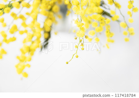 A bouquet of yellow mimosa flowers on a white background close up. Concept of 8 March A bouquet of yellow mimosa flowers on a white background close up. Concept of 8 March 117418784