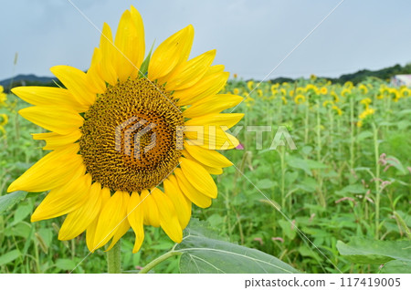 開花往太陽的向日葵 117419005