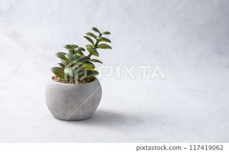 Home plant succulent in a concrete pot on a light gray background. 117419062