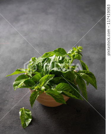 Fresh basil in a wooden bowl on a dark background close up. The concept of dietary and spicy herbs. 117419063
