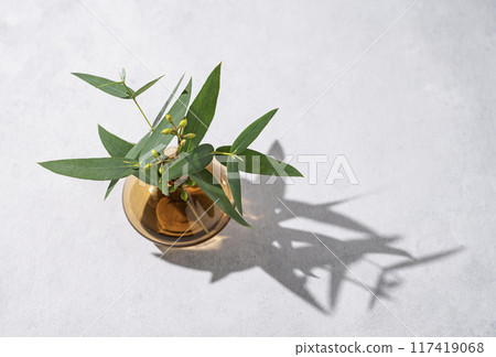 A bouquet of fresh eucalyptus stands in a glass vase with shadow on a light background. A bouquet of fresh eucalyptus stands in a glass vase with shadow on a light background. 117419068