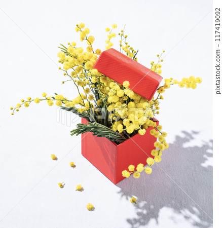 A bouquet of yellow mimosa flowers in a red present box on a light background with shadow. 117419092