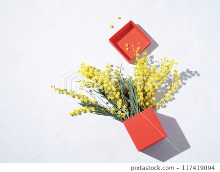 Flat lay a bouquet of yellow mimosa flowers in a red present box on a light background with shadow. 117419094