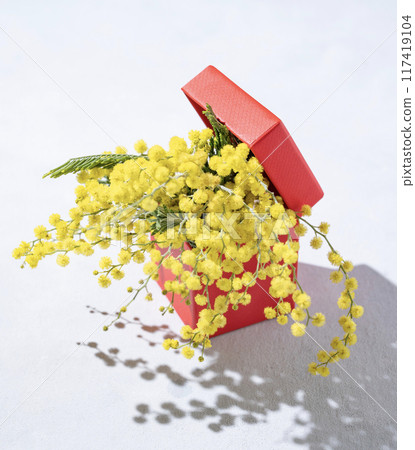A bouquet of yellow mimosa flowers in a red present box on a light background with shadow.  117419104