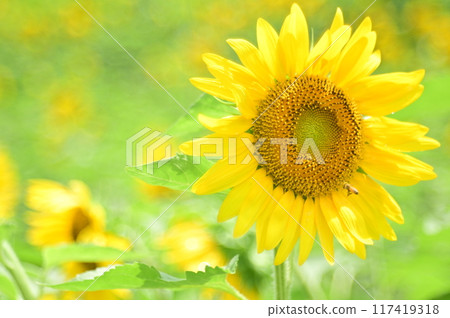 bee sucking nectar from summer flowers 117419318