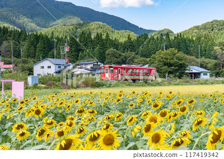 Sunflower field Sunflower field 117419342
