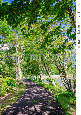 女神湖畔的白樺長廊 117419420