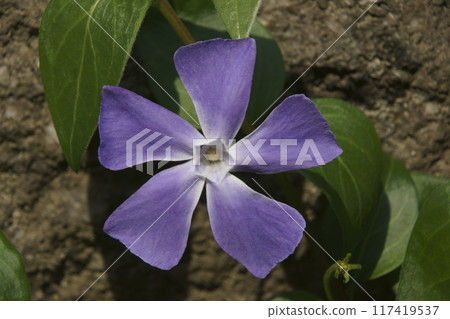 長春花 長春花 117419537