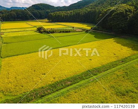 Aerial view of a golden rural area Aerial view of a golden rural area 117420139