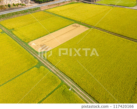 金色鄉村的鳥瞰圖 金色鄉村的鳥瞰圖 117420166