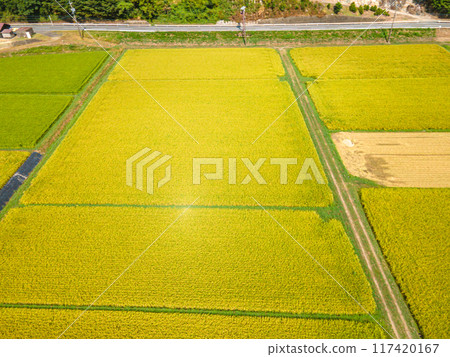 金色鄉村的鳥瞰圖 金色鄉村的鳥瞰圖 117420167