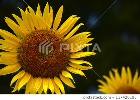 Sunflowers blooming in midsummer 117420195
