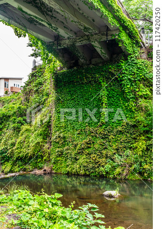 Tachibana Shrine with fresh greenery [Unzen City, Nagasaki Prefecture] 117420250