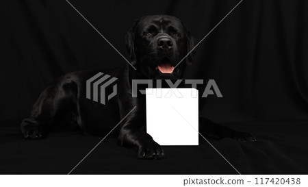 Black Labrador with tongue out, holding blank white sign Black Labrador with tongue out, holding blank white sign 117420438
