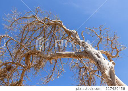 Detailed view of a dry, gnarled tree with twisted branches and trunk set against a vibrant blue sky Detailed view of a dry, gnarled tree with twisted branches and trunk set against a vibrant blue sky 117420456