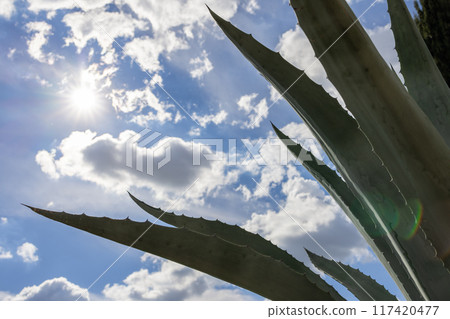 Detailed close-up of agave leaves set against a bright blue sky with fluffy clouds Detailed close-up of agave leaves set against a bright blue sky with fluffy clouds 117420477