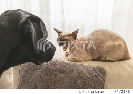 A Cornish Rex cat defensively hissing at an approaching black Labrador in a softly lit living room A Cornish Rex cat defensively hissing at an approaching black Labrador in a softly lit living room 117420478