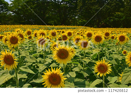 Sunflowers blooming in midsummer 117420812