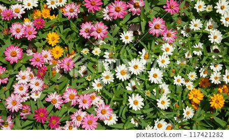  Flower garden 117421282