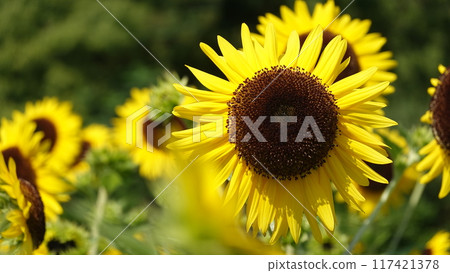 Sunflower field 117421378