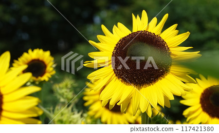 Sunflower field 117421380