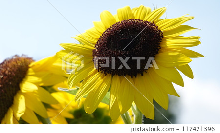 Sunflower field 117421396