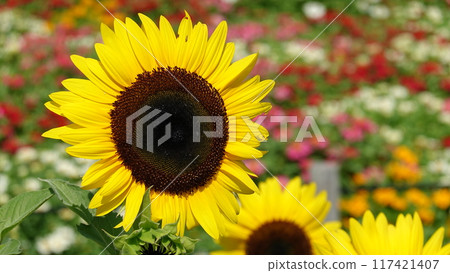 Sunflower field 117421407