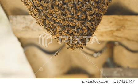A hive of wild bees have attached themselves to the barn. A hive of wild bees have attached themselves to the barn. 117421447