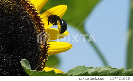 Bee and sunflower Bee and sunflower 117421666