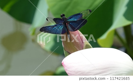 棲息在葉子的蝴蝶蜻蜓 棲息在葉子的蝴蝶蜻蜓 117421685