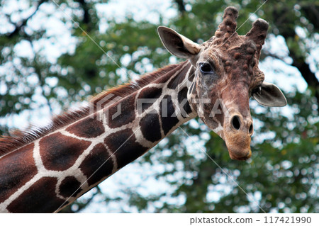 Giraffe eating grass① 117421990