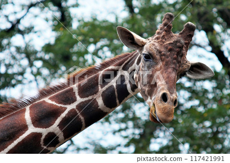 Giraffe eating grass② Giraffe eating grass② 117421991