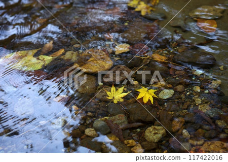 Autumn leaves underwater Autumn leaves underwater 117422016